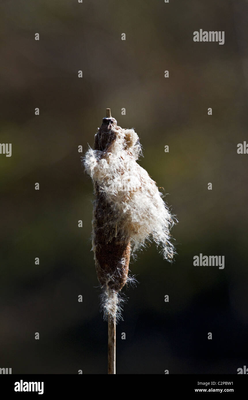 Bulrush,cattail in the sun Stock Photo