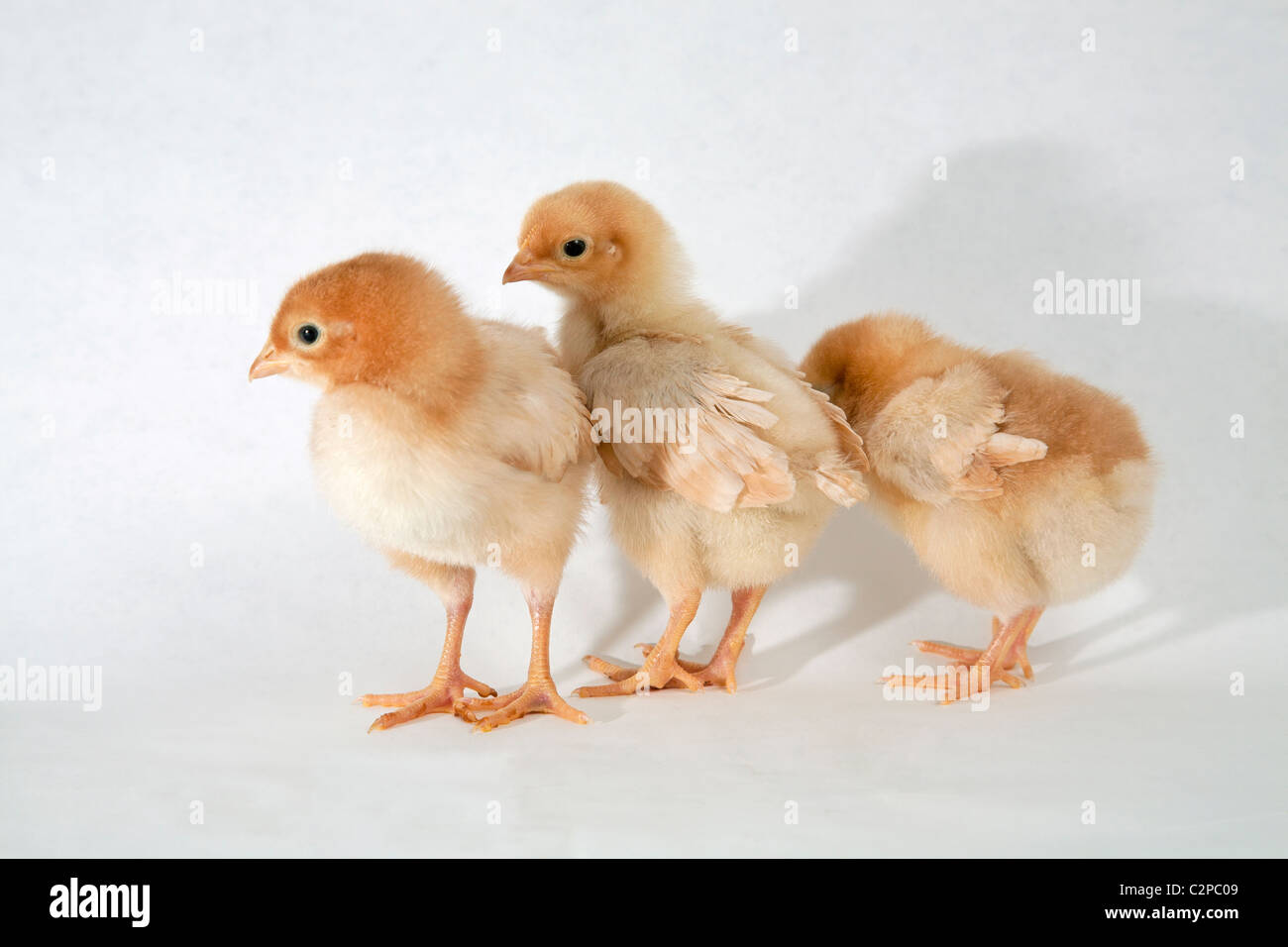 Baby sexlink chicks or chickens Stock Photo