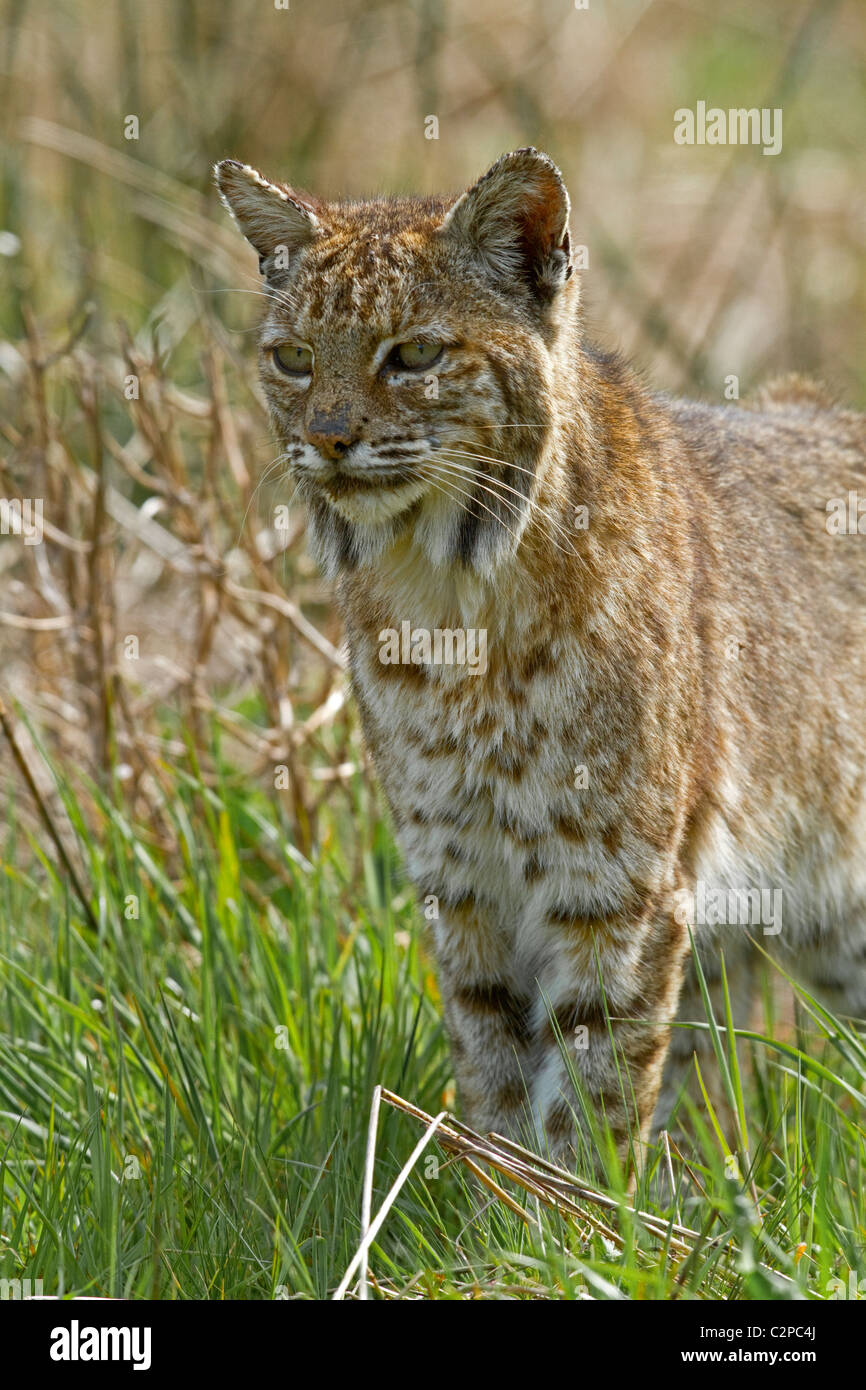 A bobcat prowls naturally in the wild in Northern California, USA Stock