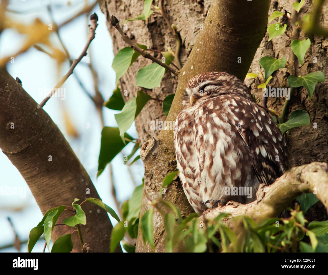 Sleepy Little Owl (Athene noctua) perched in tree Stock Photo
