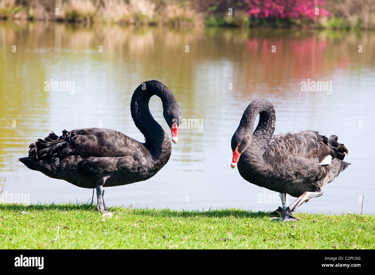 Two Black Swans grazing on the edge of a lake Stock Photo