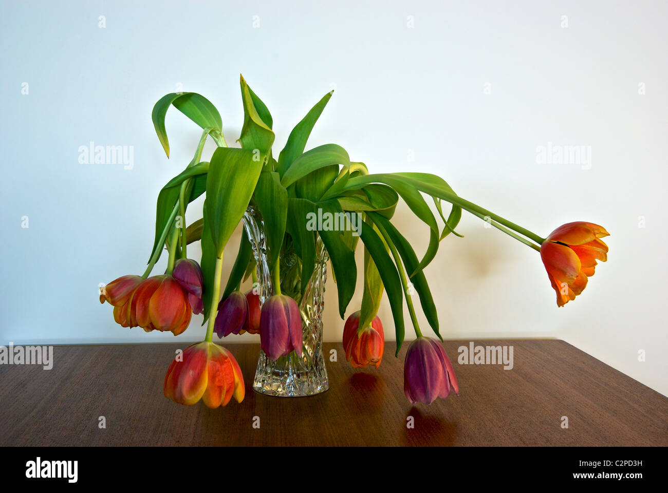 Withered drooping dying soft pastel hued tulips in crystal glass vase