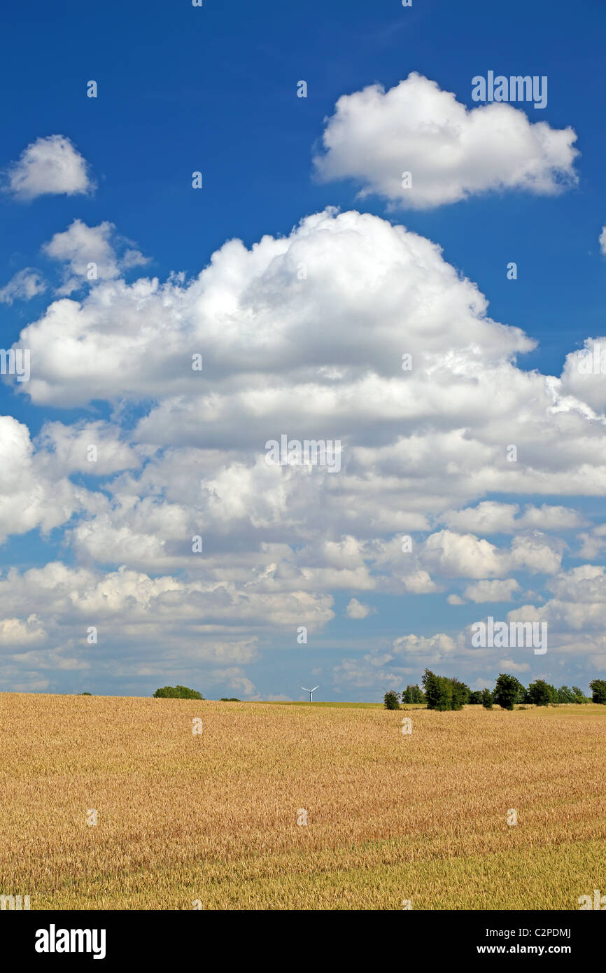 Field of wheat before harvesting, Europe Stock Photo - Alamy