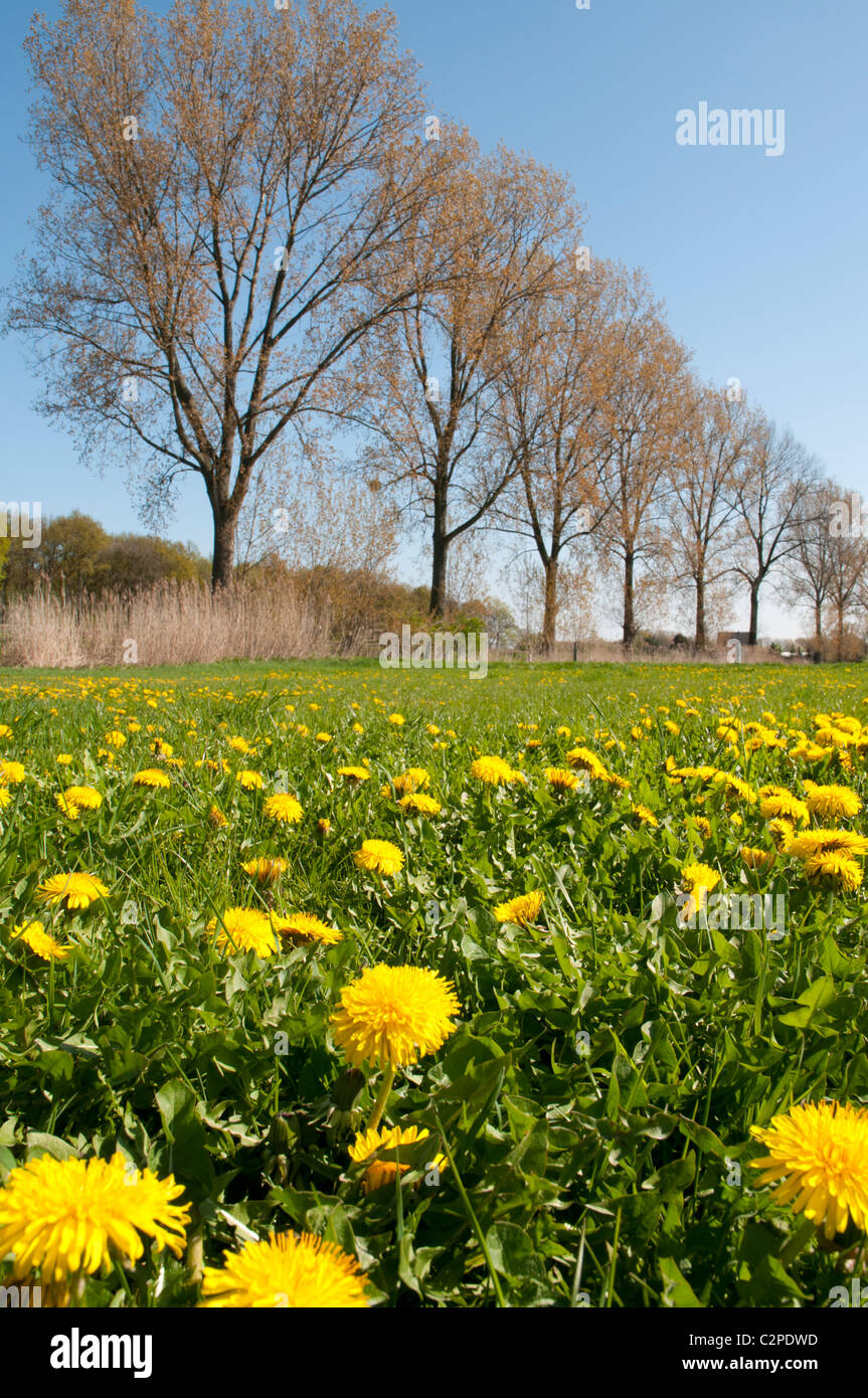Dandelion meadow with trees Stock Photo - Alamy