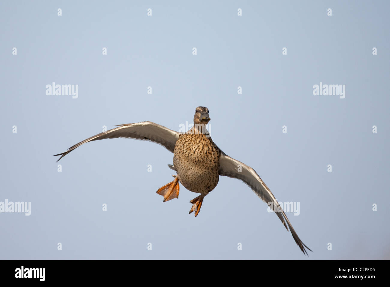 Female Mallard duck in flight with cupped wings and feet down. Stock Photo