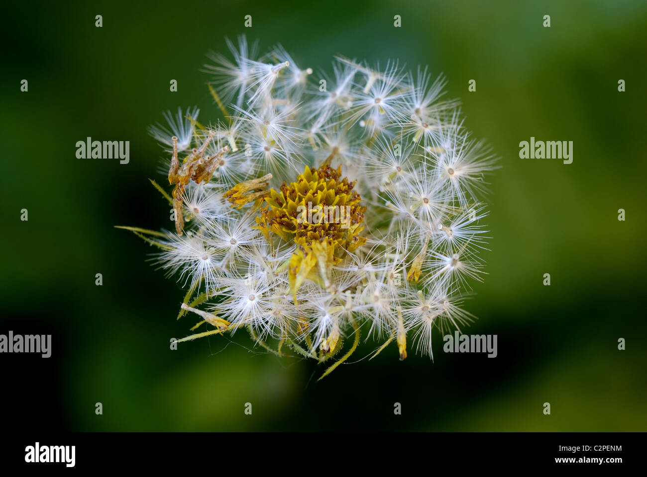 Withered flower Stock Photo