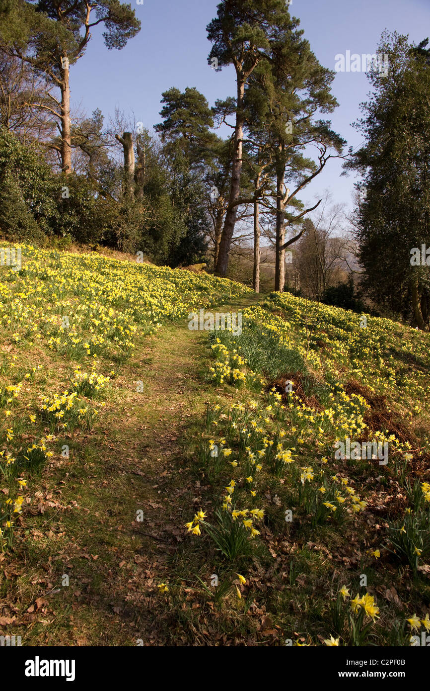 Footpath amongst yellow spring Daffodils in Dora's field, Rydal, Lake District, Cumbria, England, UK Stock Photo