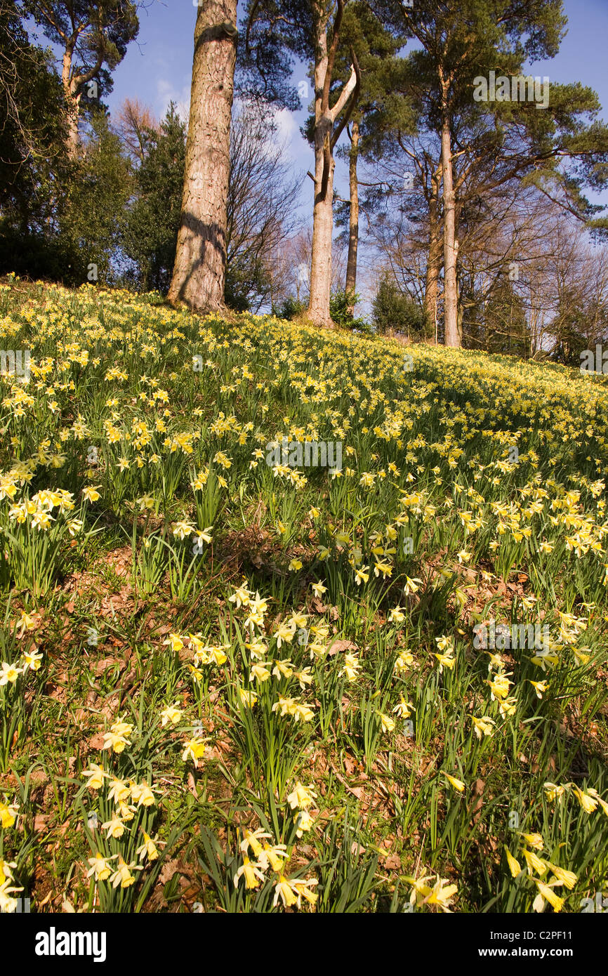 Yellow spring Daffodils in Dora's field, Rydal, Lake District, Cumbria, England, UK Stock Photo