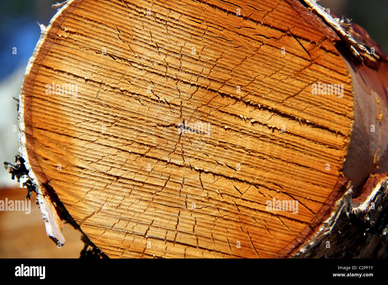 Colorful Birch Log Close Up Stock Photo