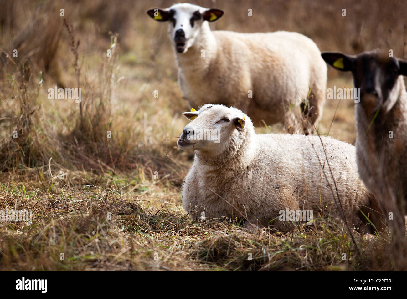 Schafe auf der Weide im Herbst Stock Photo