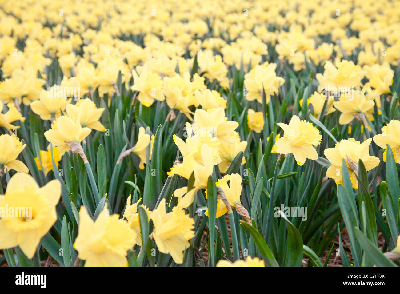 Field of narcissus flowers Stock Photo Alamy