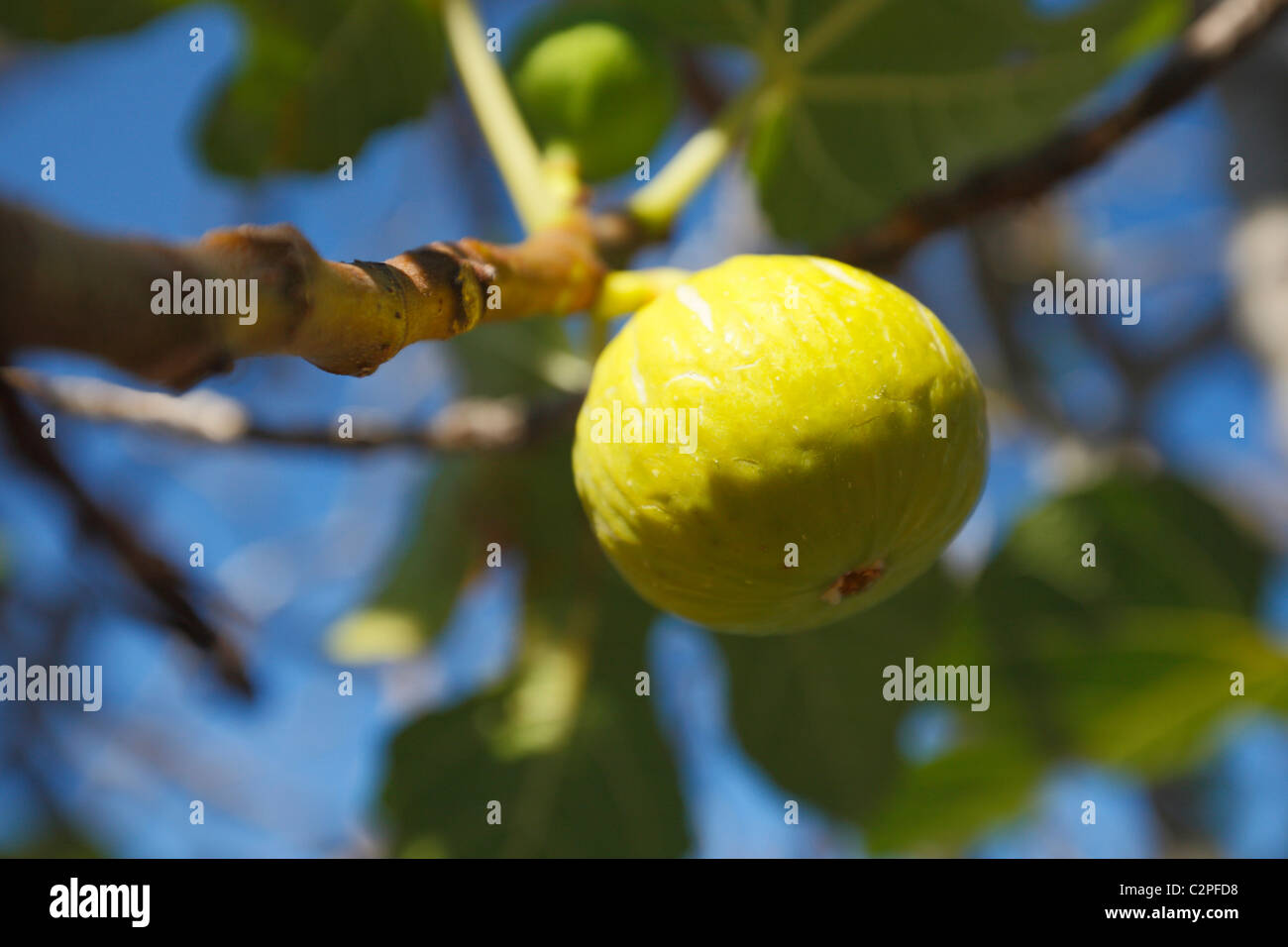 Fig tree fruit hi-res stock photography and images - Alamy