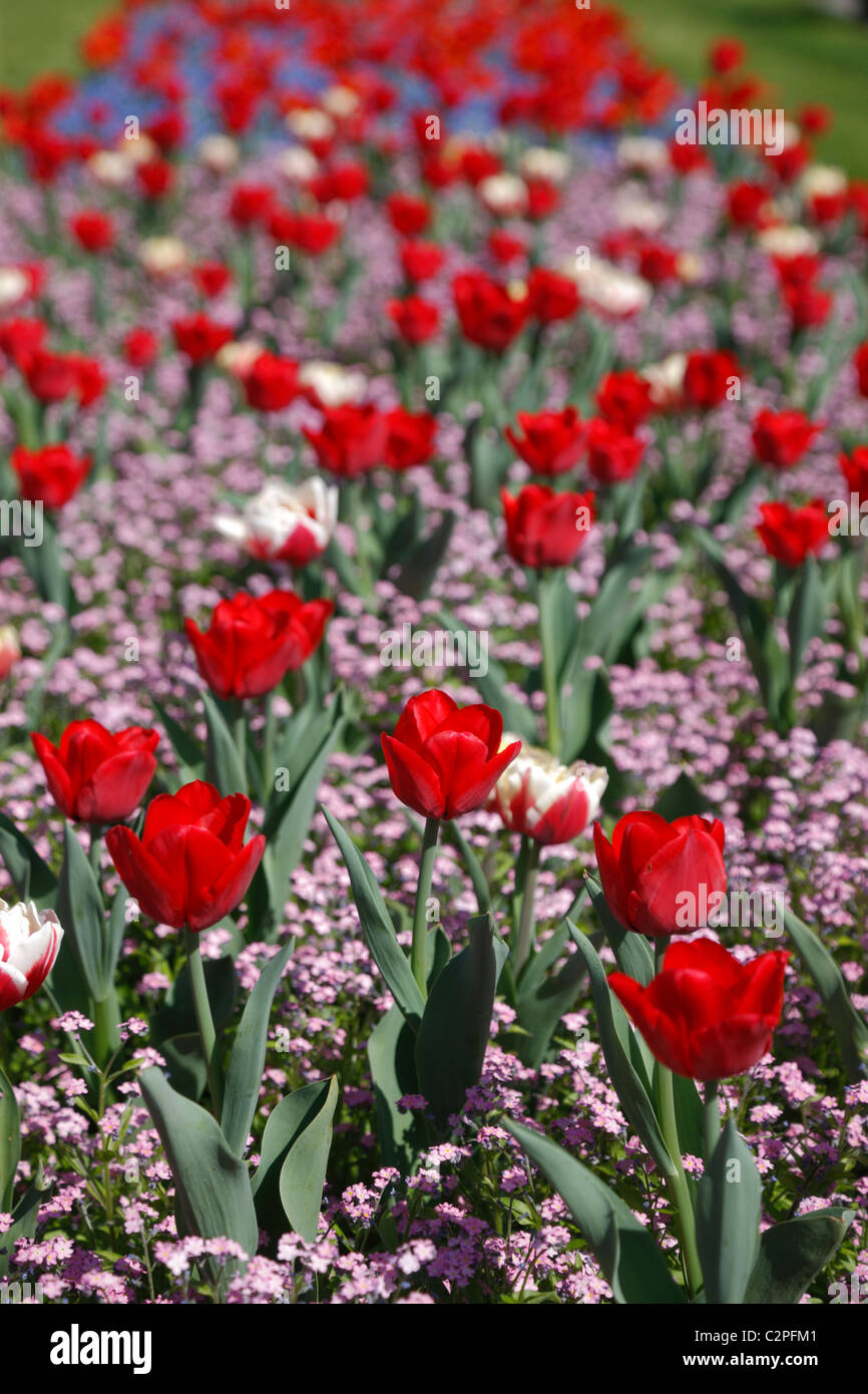 Tulips Stock Photo