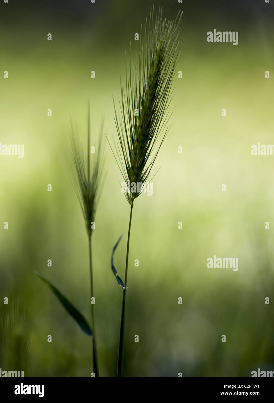 Wheat, growing wild on a meadow in spring Stock Photo - Alamy