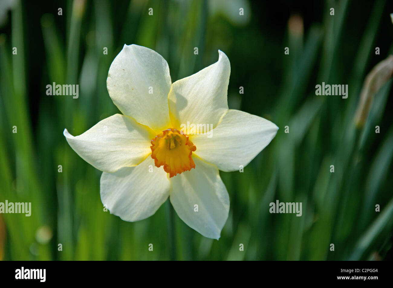 Daffodil flowers Stock Photo