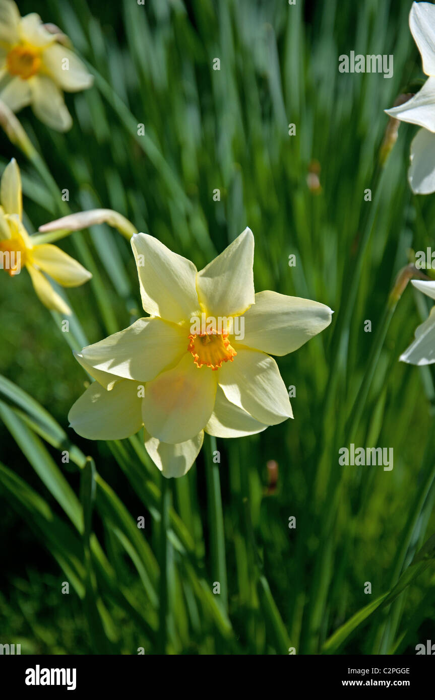 Welsh daffodil fields hires stock photography and images Alamy
