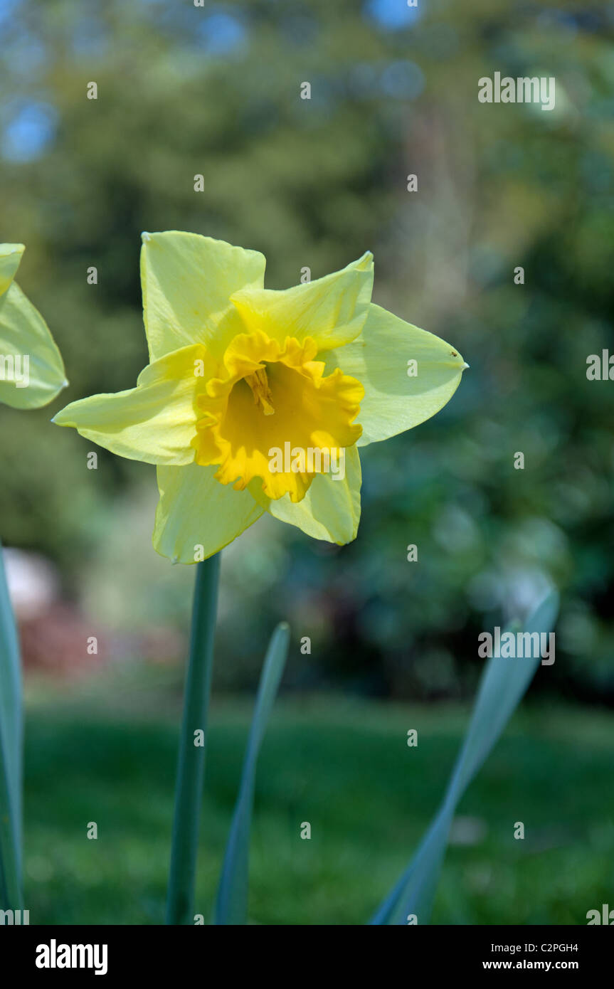 English daffodil hires stock photography and images Alamy