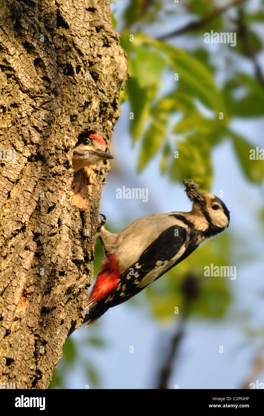 Greater Spotted Woodpecker Stock Photo