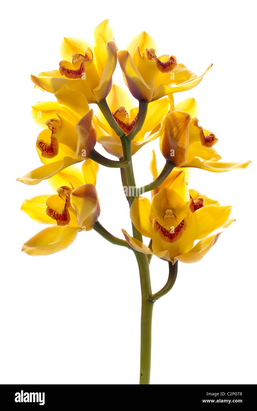 fresh bright yellow orchid isolated on white background Stock Photo - Alamy