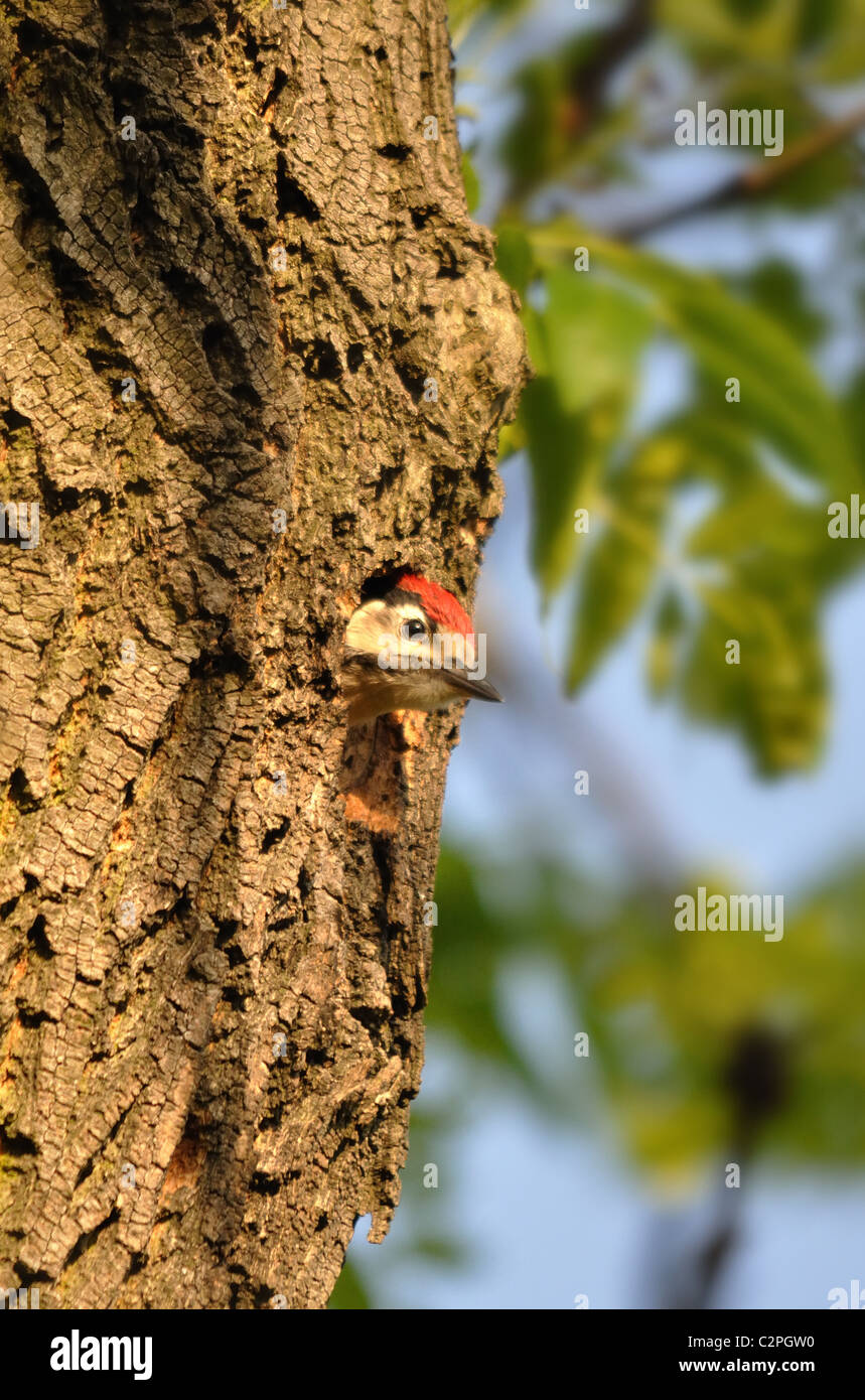 Greater Spotted Woodpecker chick Stock Photo