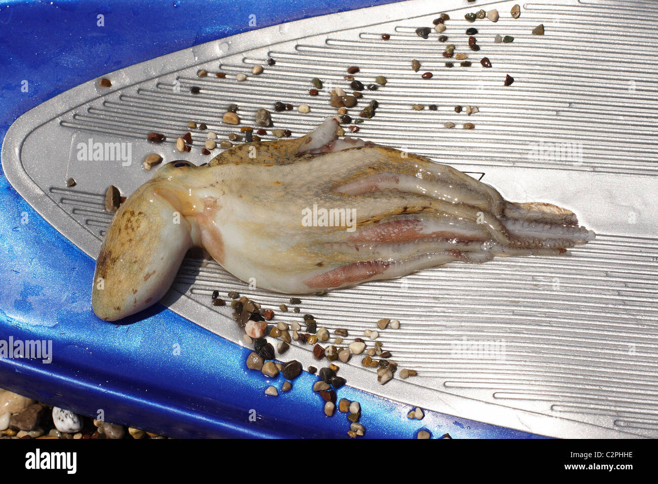 Dead octopus hires stock photography and images Alamy