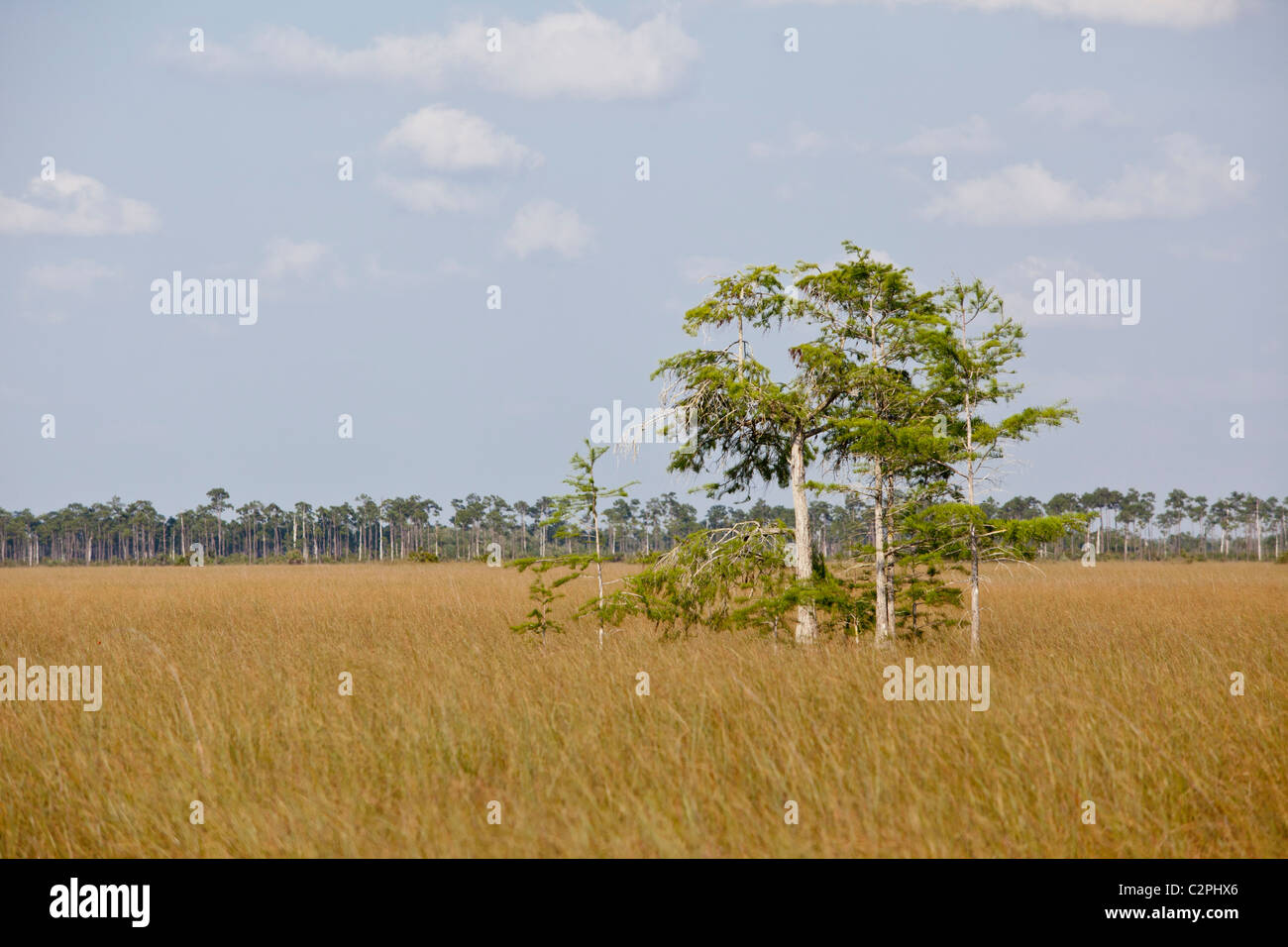 Everglades, Florida. Sawgrass habitat with young bald cypress trees Stock Photo