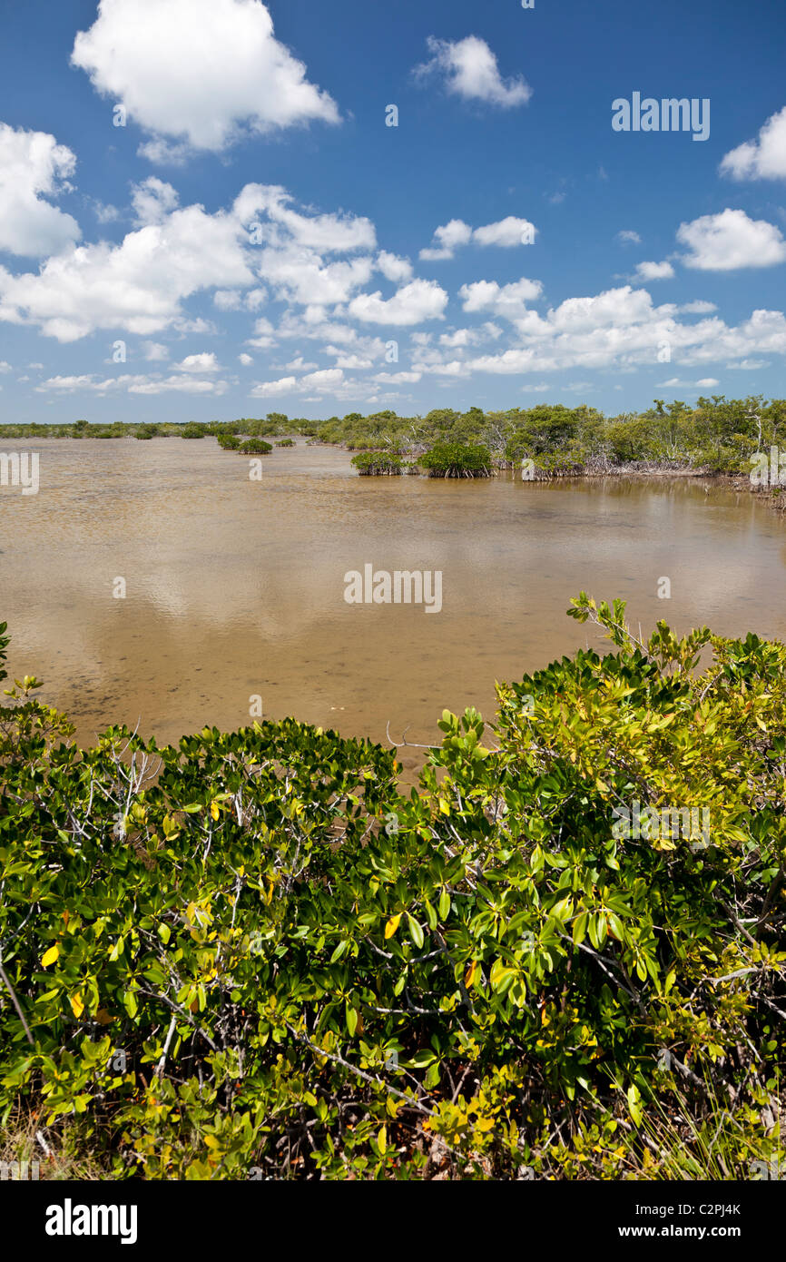 Crocodile Lake National Wildlife Refuge, Key Largo, Florida, USA Stock Photo