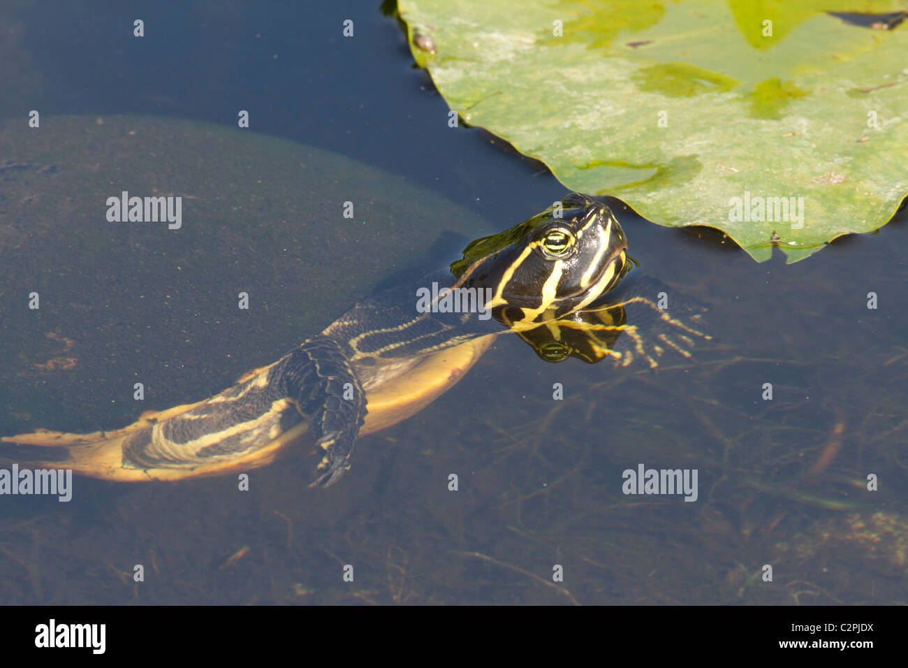 Florida red-bellied turtle, Pseudemys nelsoni, Shark Valley, Everglades ...