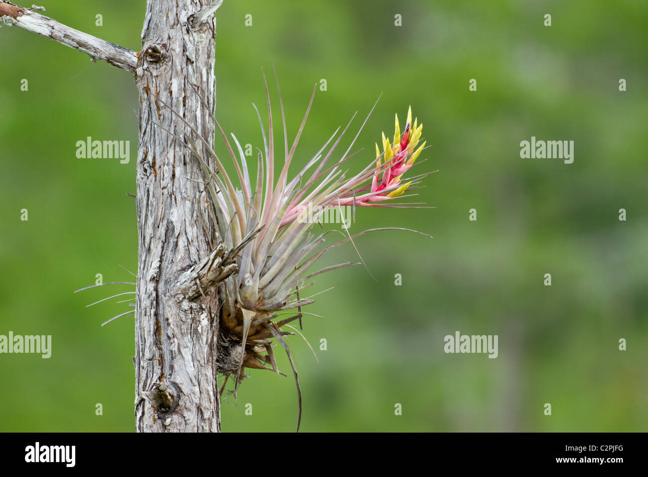 Cardinal airplant, or giant airplant, Tillandsia fasciculata, Big Cypress Swamp, Florida, USA Stock Photo