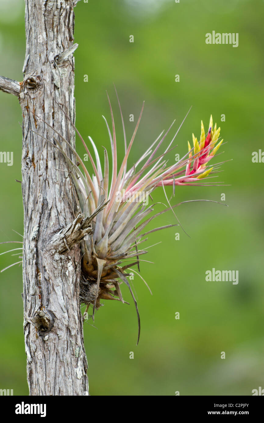 Cardinal airplant, or giant airplant, Tillandsia fasciculata, Big Cypress Swamp, Florida, USA Stock Photo