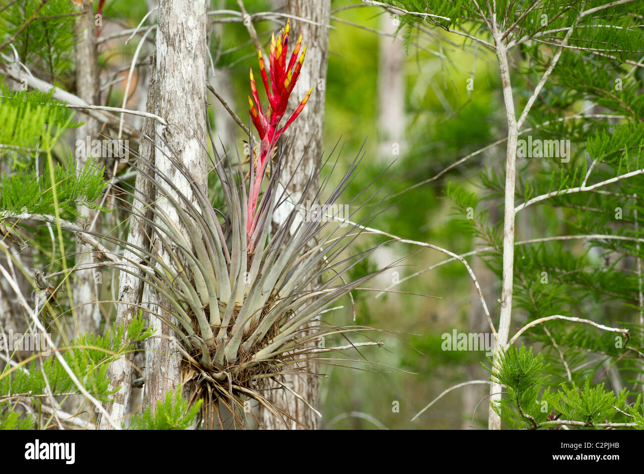 Cardinal airplant, or giant airplant, Tillandsia fasciculata, Big Cypress Swamp, Florida, USA Stock Photo