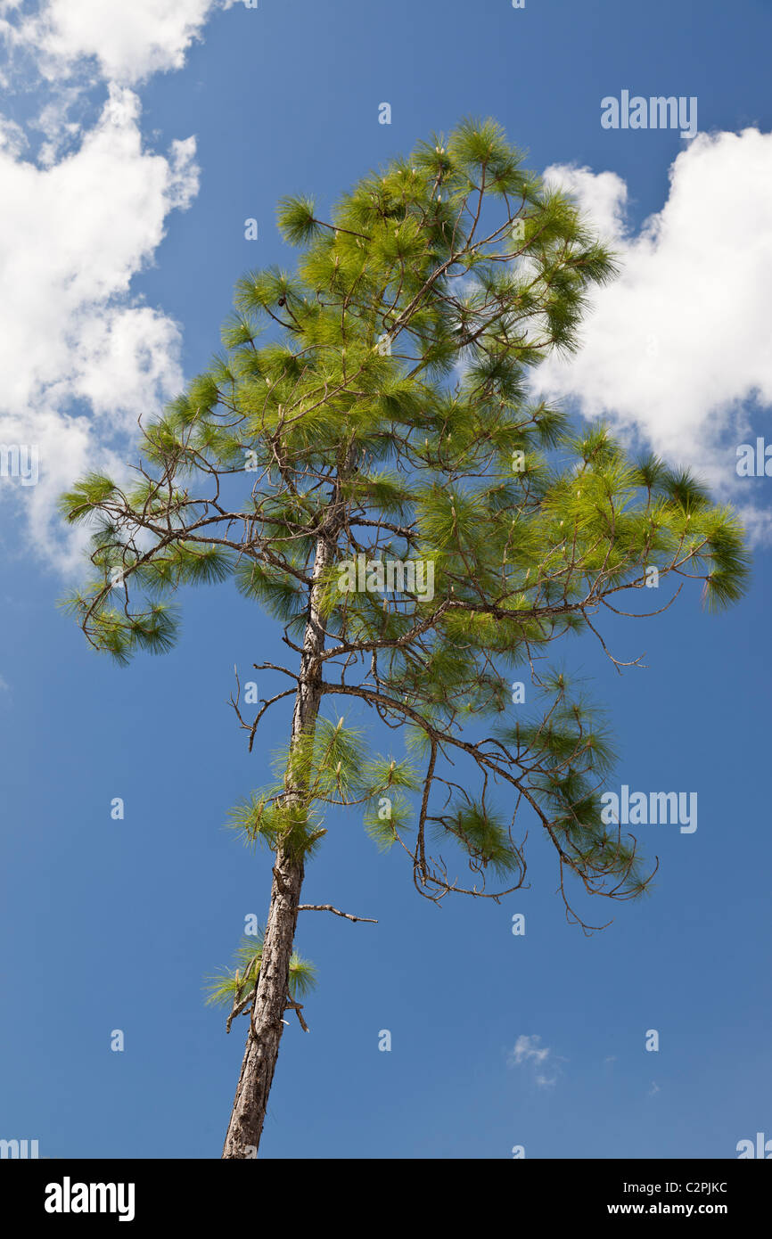 South Florida Slash Pine, Pinus elliottii, Big Cypress Swamp, Florida, USA Stock Photo