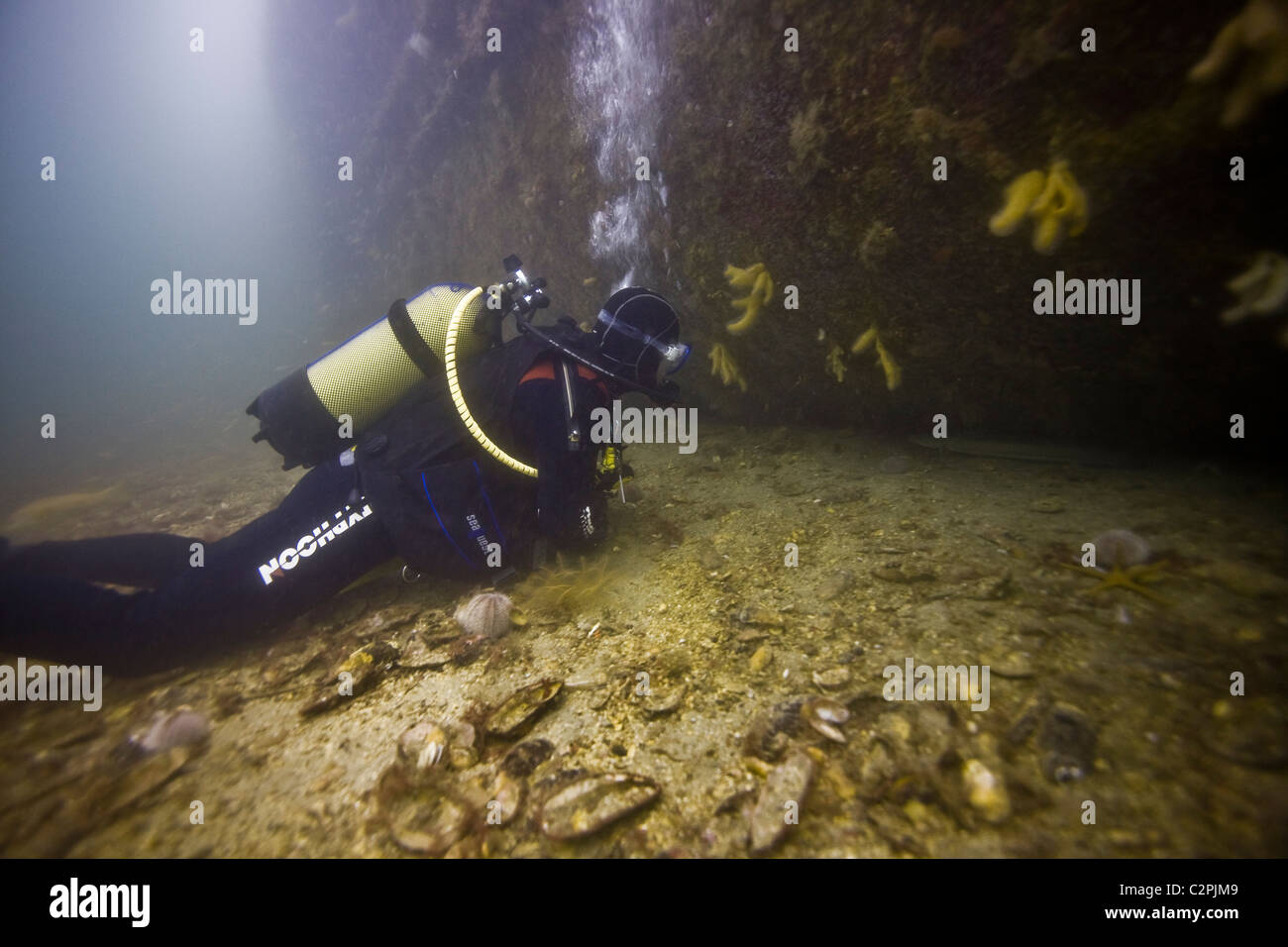 A diver looks under the hull of the German destroyer, F2 in Scapa Flow, Orkney Stock Photo