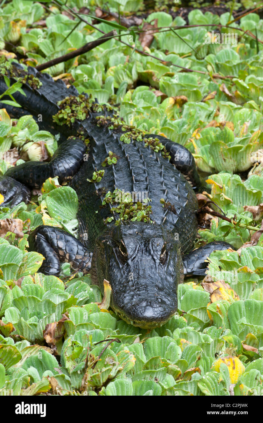 Alligator, Alligator mississippiensis, Corkscrew Swamp, Florida, USA Stock Photo
