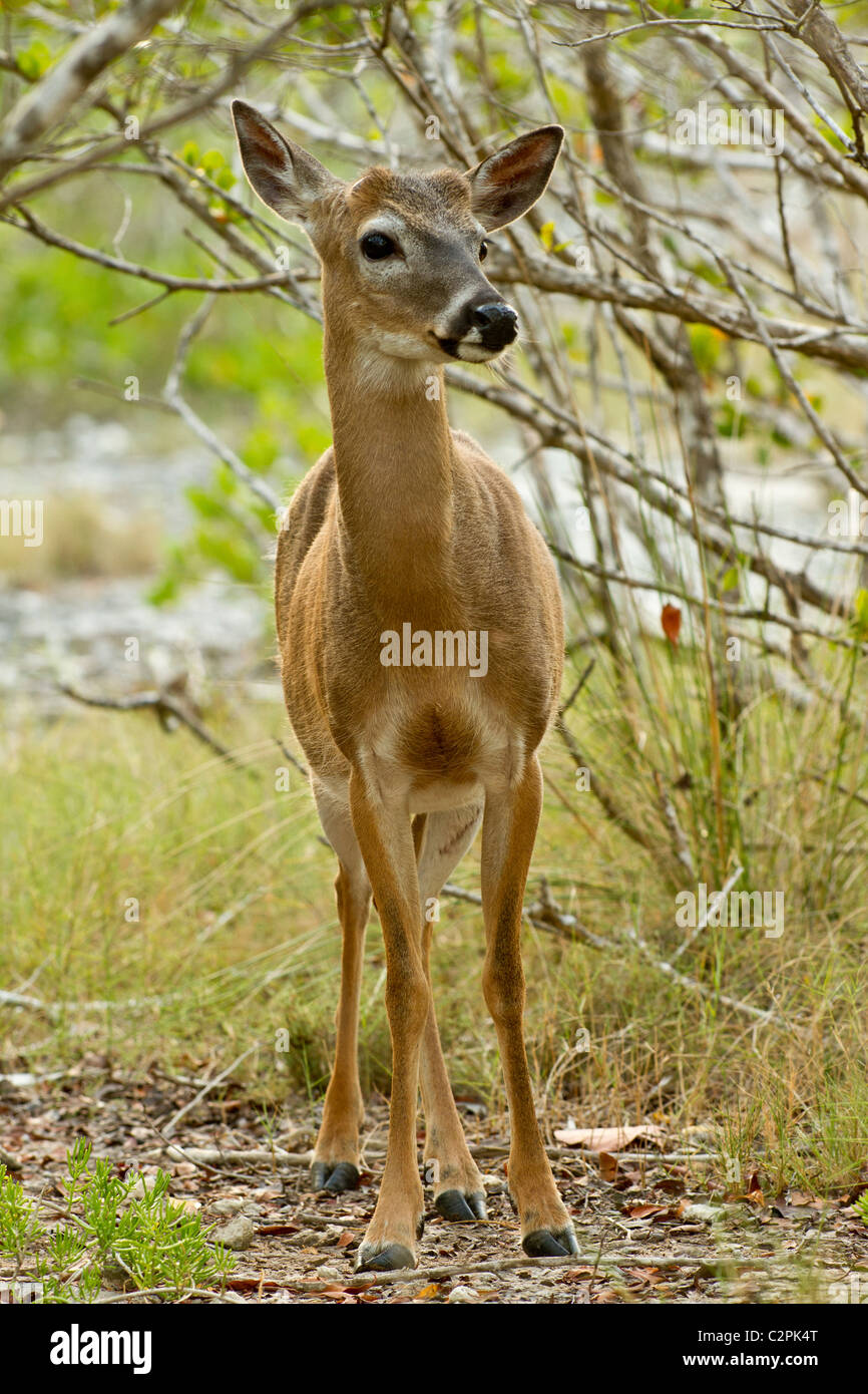 Florida white tailed deer hires stock photography and images Alamy