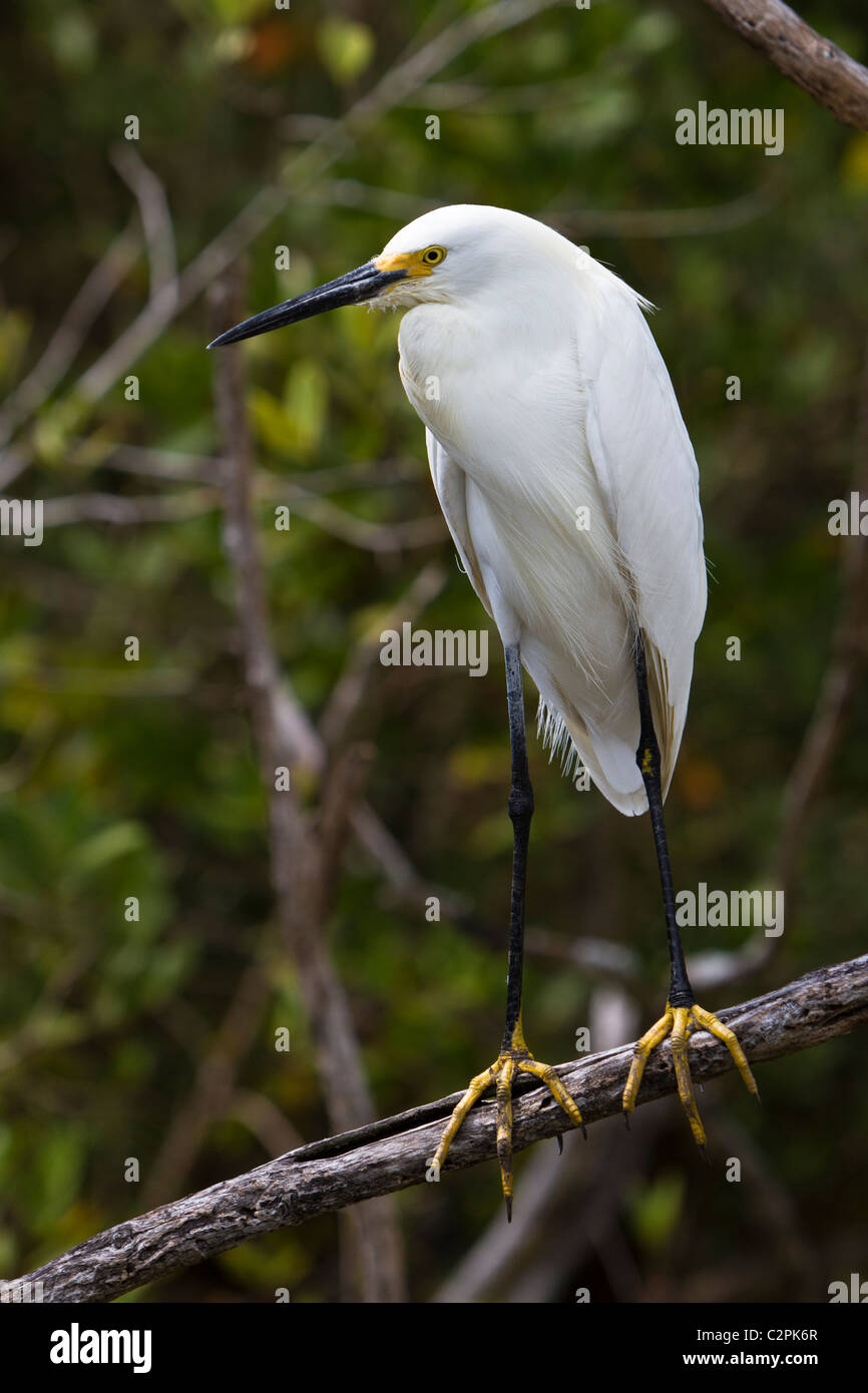 Snowy egret, Egretta thula, Florida Keys, USA Stock Photo