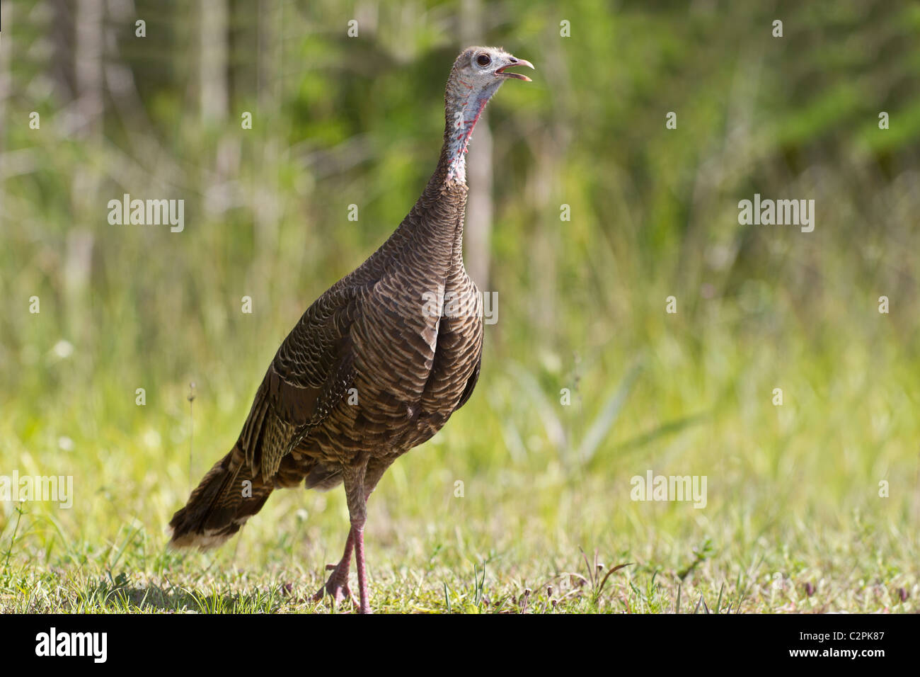 Wild turkey, Meleagris gallopavo, Big Cypress Swamp, Florida, USA Stock Photo