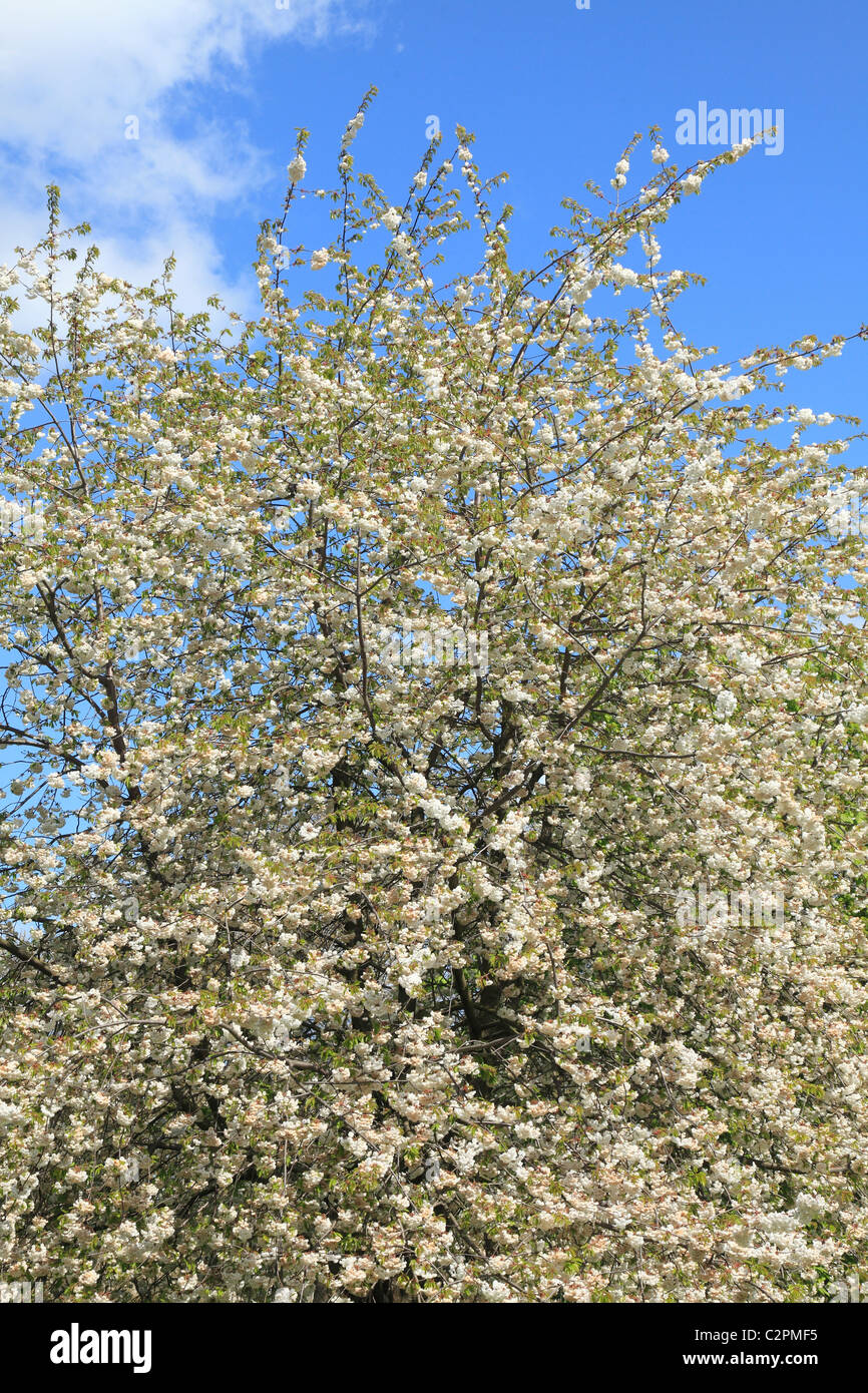 Blossom in Springtime Stock Photo