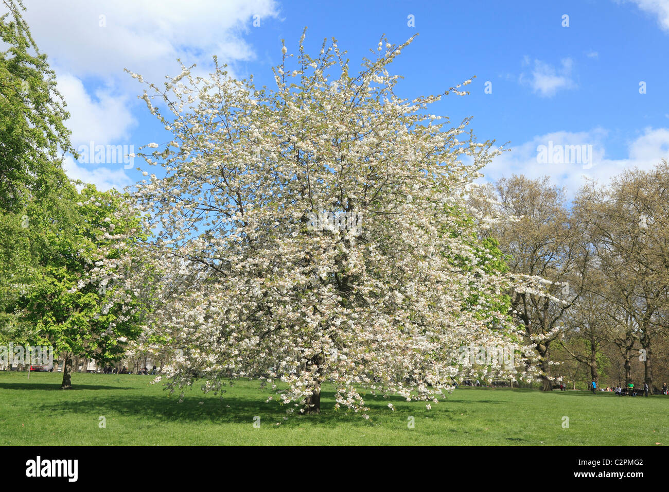 Spring in Green Park, London Stock Photo