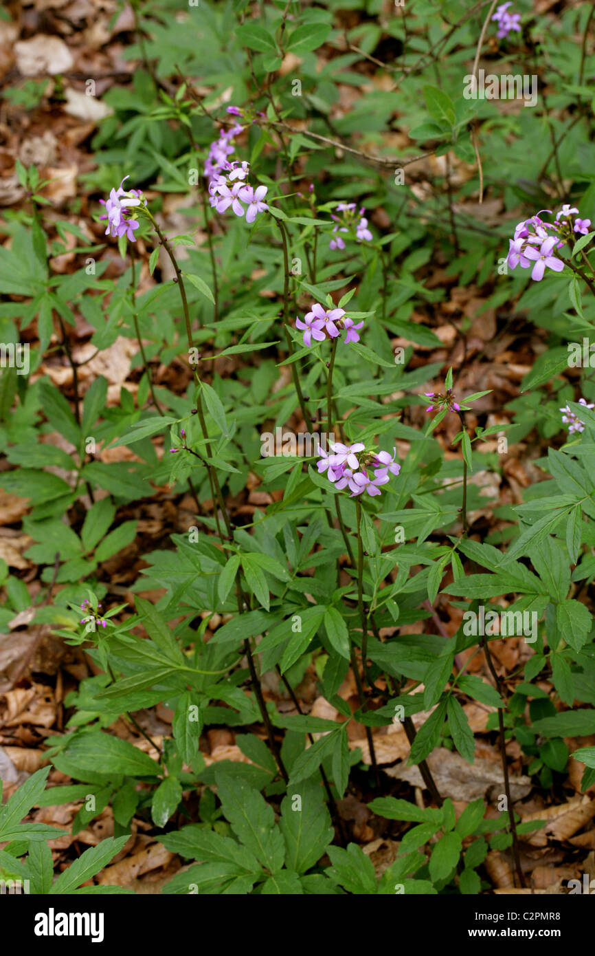 Coralroot Bittercress or Coral-Wort, Cardamine bulbifera, Brassicaceae. April, Whippendell Woods, Hertfordshire. Stock Photo