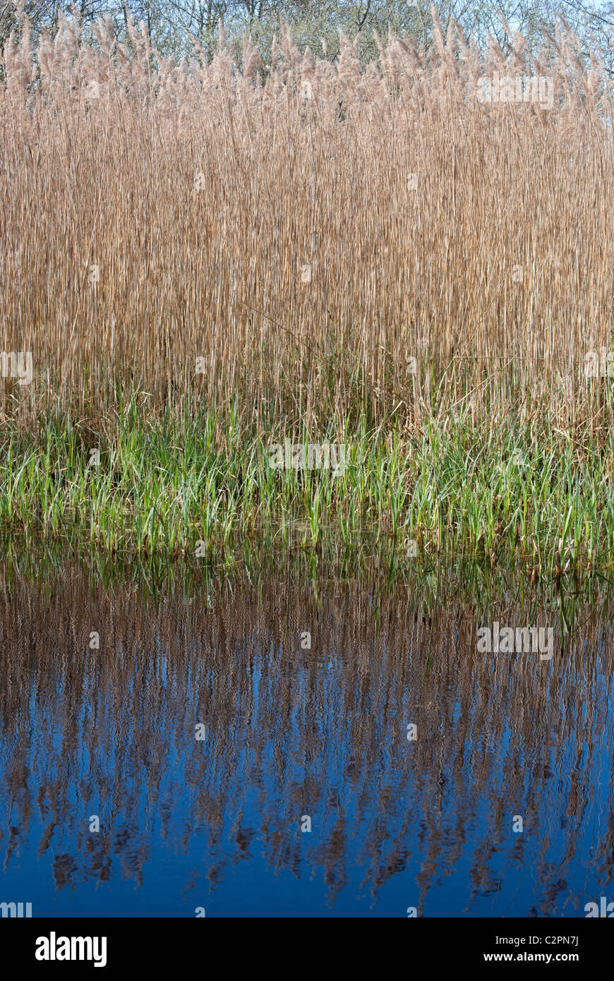 A Norfolk reed bed Stock Photo Alamy