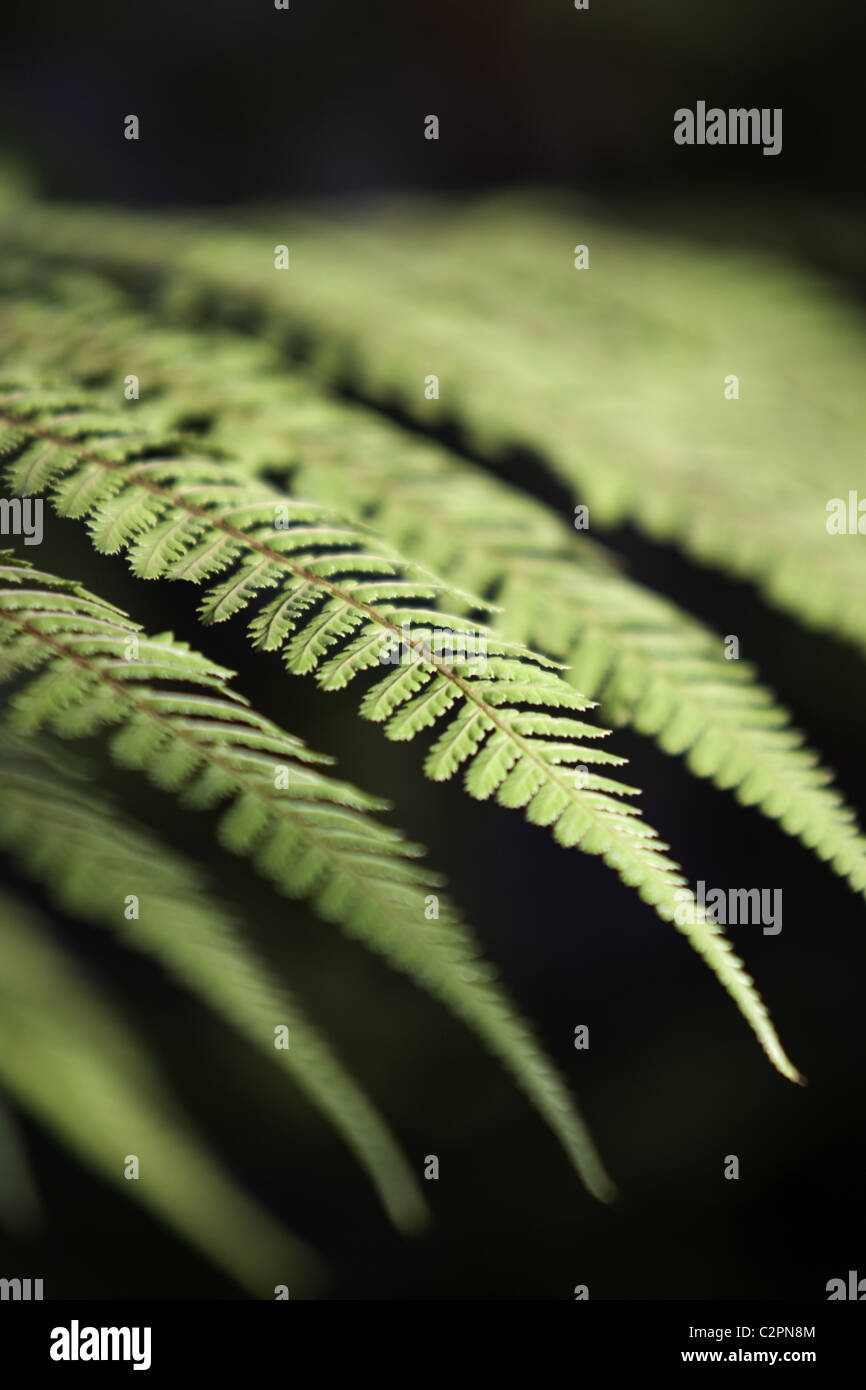 Tree fern spring garden hi-res stock photography and images - Alamy