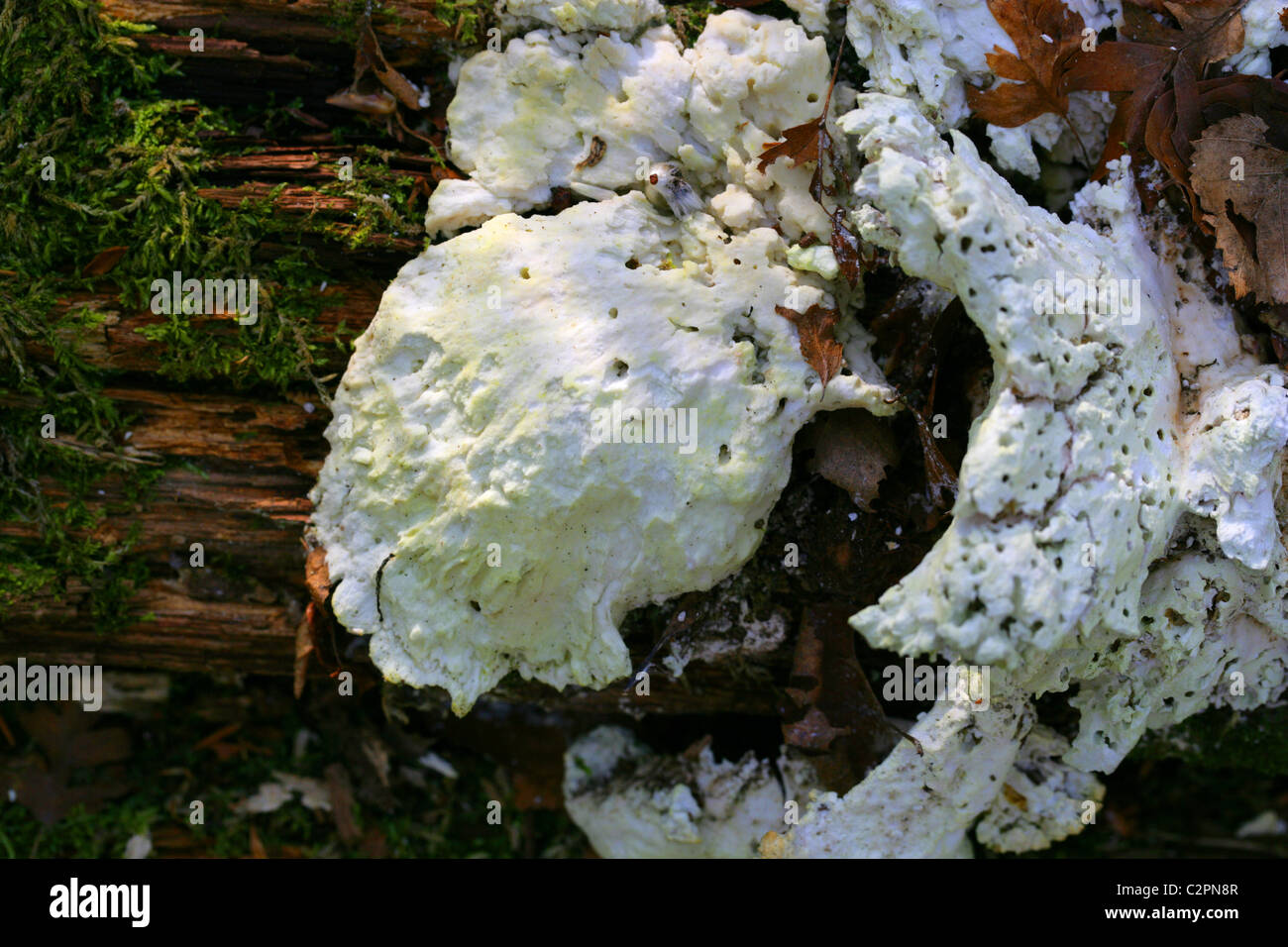 Green Porecrust, Ceriporiopsis pannocincta, Phanerochaetaceae. Fungus. Stock Photo