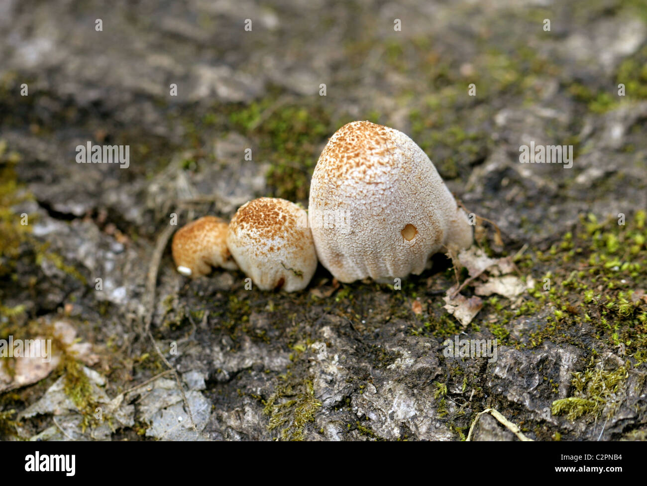 Firerug Inkcap, Coprinellus domesticus, Psathyrellaceae (Coprinaceae). April, Whippendell Woods, Hertfordshire. Stock Photo