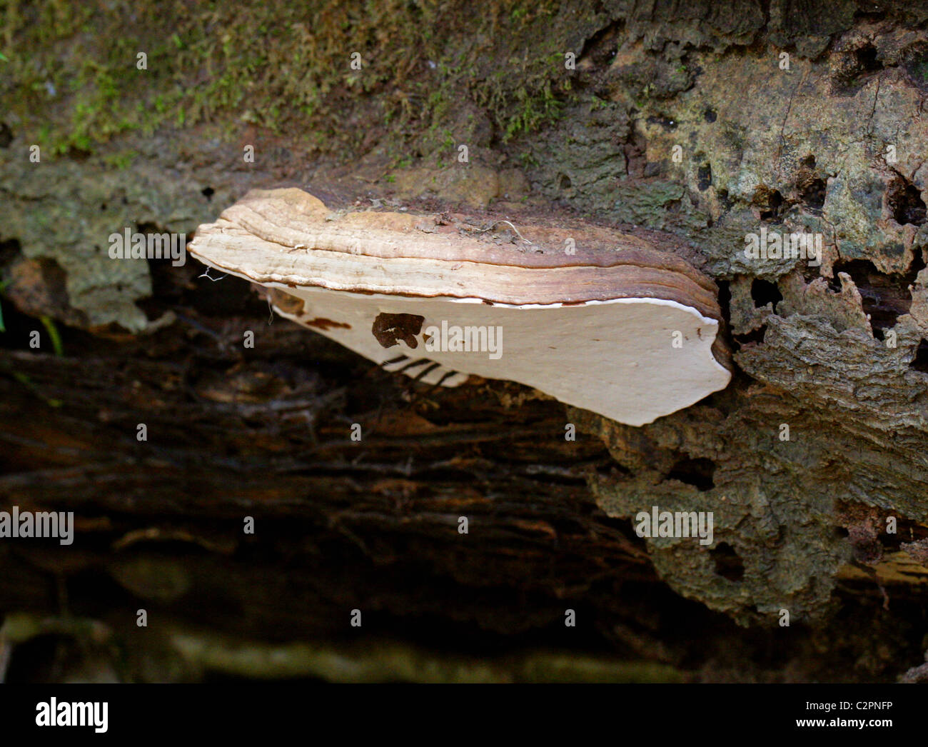 Artist's Bracket Fungus on Fallen Beech Tree, Ganoderma applanatum, Ganodermataceae. Stock Photo