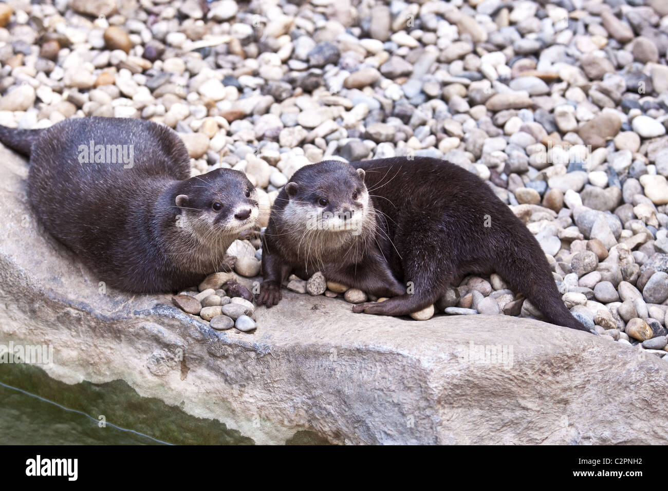 Oriental Small-clawed Otter (Aonyx cinerea) Stock Photo