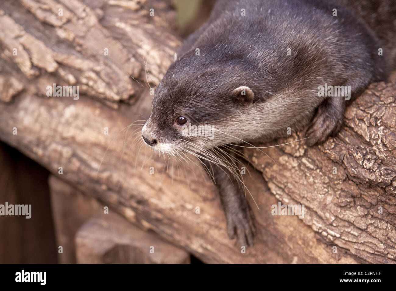 Oriental Small-clawed Otter (Aonyx cinerea) Stock Photo