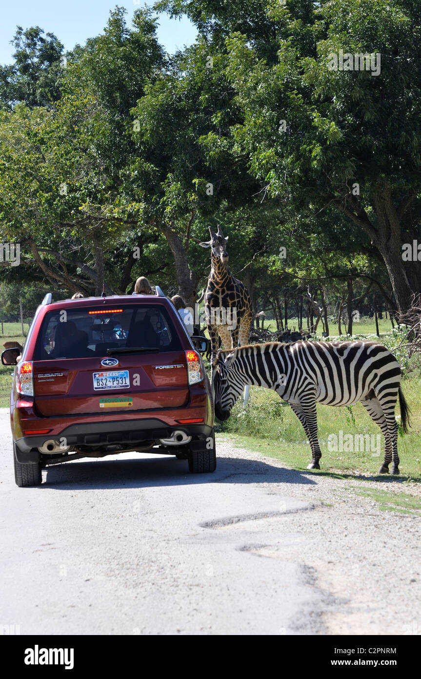 Giraffe And Zebra Being Fed On Fossil Rim Safari In Texas Usa