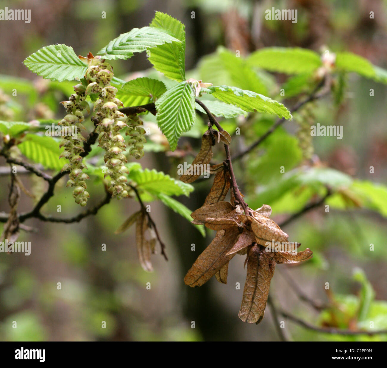 Fresh Young Leaves, Male Catkins and Seeds of the European Hornbeam, Carpinus betulus, Betulaceae. Stock Photo