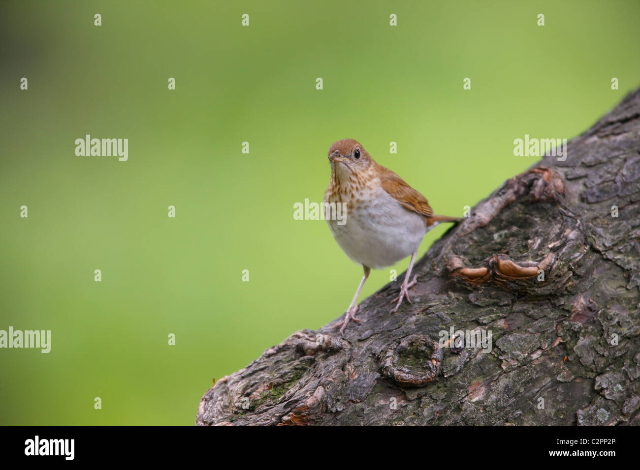 Veery (Catharus fuscescens fuliginosus), a Spring migrant to New York City's Central Park. Stock Photo
